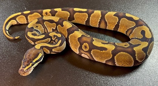 Redstripe Enchi?
#ballpythonbreeding #ballpythonbreeder #ballpython #ballpythonsofinstagram #python #snakebreeding #snakebreeder #snake #snakes #constrictors #genetic  #royalpythonsofinstagram #royalpython #snakesofinstagram #livingart #reptile #reptiles #reptilesofinstagram #snakemorphs #ballpythonmorphs #coldblooded #morph #ballpythongenetics #B2UCMNTY #b2ucumnty  #_python_junkie_uk #AnimalWildlife #Nature