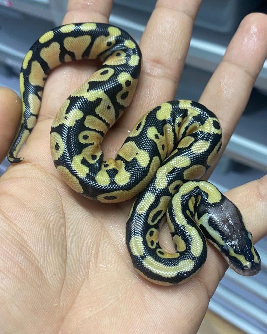 The babies from the Pastel Clown x Phantom Lace het GS #Nature #Reptile #AnimalWildlife #Snake #viral #insta #viral #explorepage #likes #bhfyp  #tiktok #lfl #trending #video #youtube #comment #likeback #following #animals_in_world #animalphotos #loveanimals #b2ucumnty  #_python_junkie_uk #animalinstagram #animalsphotography #animalsofinstagram #animallove #animaladdicts
#photooftheday #animallovers #petsofinstagram #instagood #animalsofinstagram #art #animalphotography #viral #insta #meme #viral #explorepage #likes #bhfyp #tiktok #lfl #trending #video #youtube #loveyourself #comment #fyp #following #animals_in_world #animalphotos #loveanimals