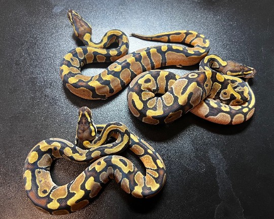 Few babies from the Redstripe Enchi Mojave x Fire Enchi clutch. Im guessing Redstripe Enchi but if you have a better idea, comment below 👍🏼

#viral #insta #meme #viral #explorepage #likes #bhfyp #tiktok #lfl #trending #video #youtube #comment #fyp #likeback #following #animals_in_world #animalphotos #loveanimals #b2ucumnty  #_python_junkie_uk #animalsphotography #animalsofinstagram #animallove #animaladdicts #animalovers #animallovers