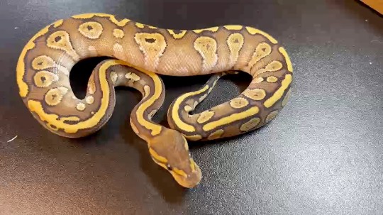 Mojave Redstripe het Ultramel stay chilling and putting on size. 
#ballpythonbreeding #ballpythonbreeder #ballpython #ballpythonsofinstagram #python 
#snakebreeding #snakebreeder #snake #snakes #constrictors #genetic  #royalpythonsofinstagram #royalpython #snakesofinstagram #livingart #reptile #reptiles #reptilesofinstagram #snakemorphs #ballpythonmorphs #coldblooded #morph #ballpythongenetics #B2UCMNTY #b2ucumnty  #_python_junkie_uk