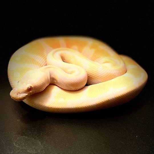 Lavender Albino male 2021 season 

#animals #animal #wildlife #love #photography #pet #naturephotography  #wildlifephotography #photooftheday #animallovers #of #art #animalphotography #viral #meme #viral #explorepage #likes #bhfyp  #tiktok #lfl #trending #video #youtube #loveyourself #comment #fyp #sad #likeback #following #animals_in_world #animalphotos #loveanimals