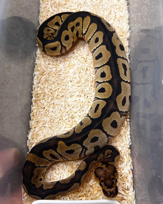 An unusual looking line of clown
that caught my eye, thought I'd get into the breeding team at some point and see what he produces.

Produced by @mac196721 This little hatchling has
been well established. 

After long journey back fromManchester with Aaron @wd6_royals cheers again, picked him up last night and he decided tonight he had settled in enough and smash 2 rat Chubbs.

#viral #insta #meme #viral #explorepage #likes #bhfyp #dance #tiktok #lfl #trending #video #youtube #comment #likeback #following #animals_in_world #animalphotos #loveanimals #b2ucumnty  #_python_junkie_uk #animalinstagram #animalsphotography #animalsofinstagram #animallove #animaladdicts