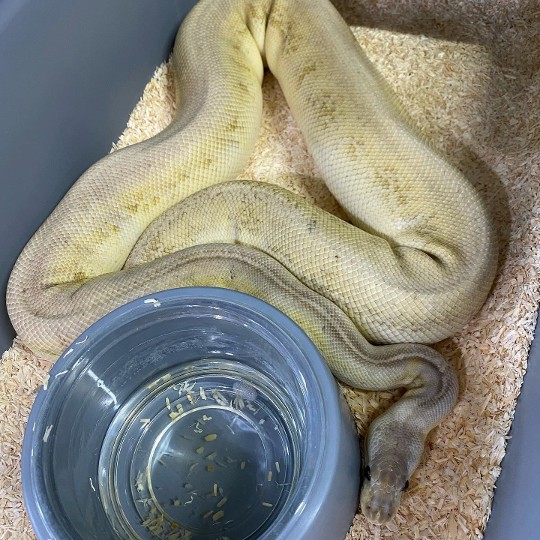 The Super Pastel Het Red Axantic Black Pastel Lesser has ovulated, paired to a Super Enchi  Super Orange Dream Pastel Clown. 

Minimum outcome, Enchi Pastel Orange Dream Black Pastel/Het Red Axantic Het Clowns.

A few holdbacks from the joint pairing with @mjspythons 

#ballpythonbreeding #ballpythonbreeder #ballpython #ballpythonsofinstagram #python #snakebreeding #snakebreeder #snake #snakes #constrictors #genetic  #royalpythonsofinstagram #royalpython #snakesofinstagram #livingart #reptile #reptiles #reptilesofinstagram #snakemorphs #ballpythonmorphs #coldblooded #morph #ballpythongenetics #B2UCMNTY #b2ucumnty  #_python_junkie_uk