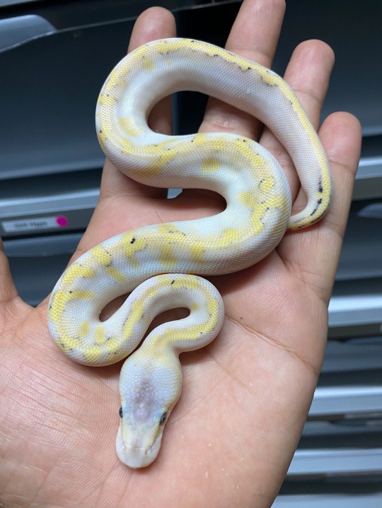 So the results/babies from the joint Desert Ghost pairing with @mjspythons have shed out and are looking stunning. 

Pastel DG het Hypo x Champagne Pastel DG

1.0 Pastel Champagne DG poss het Hypo
0.1 Super Pastel Champagne DG poss het Hypo
1.0 Super Pastel DG poss het Hypo
0.1 DG poss het Hypo

#viral #insta #meme #viral #explorepage #likes #bhfyp #tiktok #lfl #trending #comment #fyp #likeback #following #animals_in_world #animalphotos #loveanimals #b2ucumnty #_python_junkie_uk #animalinstagram #animalsphotography #animalsofinstagram #animallove #animaladdicts #desertghostballpython