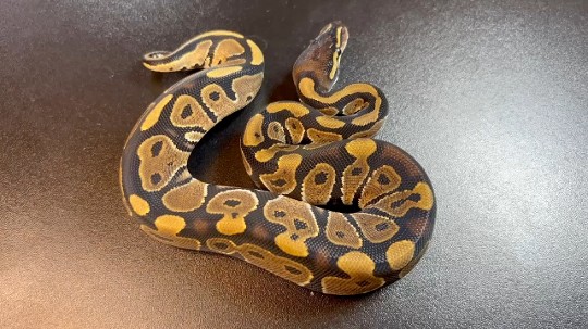Normal possible Redstripe, something about this boy but can’t put my finger on it.

#ballpythonbreeding #ballpythonbreeder #ballpython #ballpythonsofinstagram #python #snakebreeding #snakebreeder #snake #snakes #constrictors #genetic  #royalpythonsofinstagram #royalpython #snakesofinstagram #livingart #reptile #reptiles #reptilesofinstagram #snakemorphs #ballpythonmorphs #coldblooded #morph #ballpythongenetics #B2UCMNTY #b2ucumnty  #_python_junkie_uk