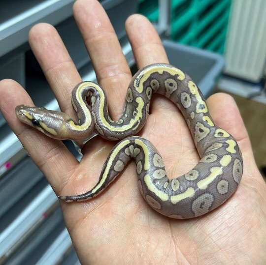 Fresh out the egg, the lone survivor of the Redstripe Mojave Enchi x Ultramel clutch. A Redstripe mojave het ultramel male. Looking unusually ‘hypo’ which is odd. Will have to give him a few meals and sheds to see how he develops.

#reptile #reptiles #reptilesofinstagram #snake #lizard #reptilelover #snakes #snakesofinstagram #gecko #animals #pet #nature #lizardsofinstagram #lizards #pets #exoticpets #reptilekeeper #petsofinstagram #animal #ballpython #wildlife #python #leopardgecko #geckosofinstagram #geckos #reptilelove #herpetology #reptilephotography #b2ucmnty #_python_junkie_uk