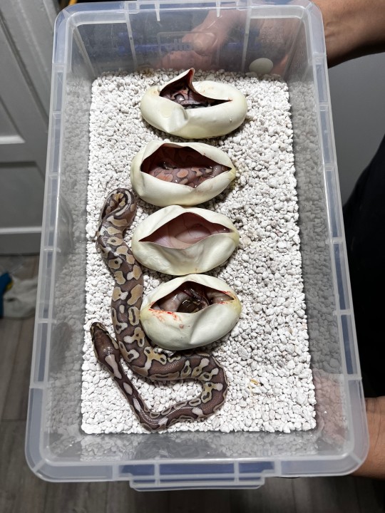 Super pastel Black pastel HRA lesser
X
Super Enchi Lesser Super Orange Dream Pastel Clown

Everything should be at minimum Pastel, Enchi, Black pastel or HRA and Orange Dream 100% het clown

There’s one BEL in the clutch so a possible Super Pastel OD Super Lesser Enchi Black Pastel or HRA het clown. 

Another joint pairing with @mjspythons 

#ballpythonbreeding #ballpythonbreeder #ballpython #ballpythonsofinstagram #python #snakebreeding #snakebreeder #snake #snakes #constrictors #genetic  #royalpythonsofinstagram #royalpython #snakesofinstagram #livingart #reptile #reptiles #reptilesofinstagram #snakemorphs #ballpythonmorphs #coldblooded #morph #ballpythongenetics #B2UCMNTY #b2ucumnty  #_python_junkie_uk