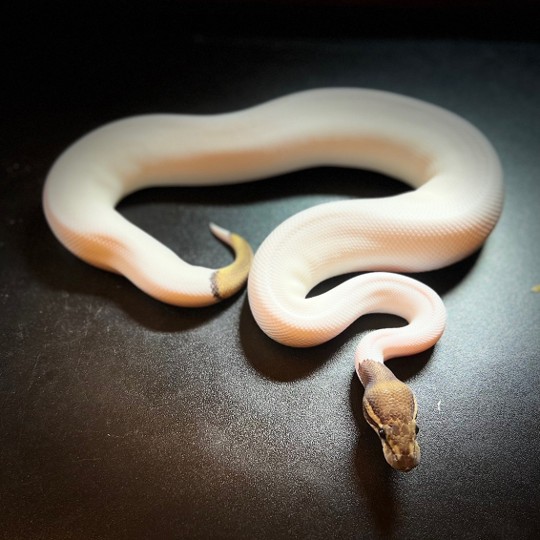 Some random pictures from the past year or so. 

#ballpythonbreeding #ballpythonbreeder #ballpython #python #snakebreeding #snakebreeder #snake #snakes #constrictors #genetic  #royalpython #livingart #reptile #reptiles #snakemorphs #ballpythonmorphs #coldblooded #morph #ballpythongenetics #B2UCMNTY #_python_junkie_uk #b2ucmnty
