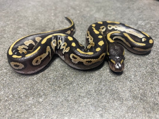 One of the babies from my Lace project,

PhantomBlackhead Lace poss dbl het Hypo GS

Definitely going to holding onto her #Reptile #AnimalWildlife #ballpythonbreeding #ballpythonbreeder #ballpython #ballpythonsofinstagram #python #snakebreeding #snakebreeder #snake #snakes #constrictors #genetic  #royalpythonsofinstagram #royalpython #snakesofinstagram #livingart #reptile #reptiles #reptilesofinstagram #snakemorphs #ballpythonmorphs #coldblooded #morph #ballpythongenetics #B2UCMNTY #b2ucumnty  #_python_junkie_uk
