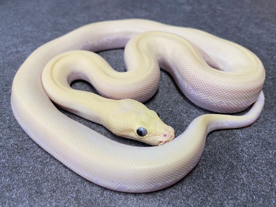 Sunny, the Ivory Burmese Python. Produced by @mjspythons it’s possible he’s hiding some other genes, who knows. Looking for to watching this boy grow.

#ballpythonbreeding #ballpythonbreeder #ballpython #python #snakebreeding #snakebreeder #snake #snakes #constrictors #genetic #royalpython #livingart #reptile #reptiles #snakemorphs #ballpythonmorphs #coldblooded #morph #ballpythongenetics #B2UCMNTY #_python_junkie_uk #b2ucmnty #burmesepython #ivory