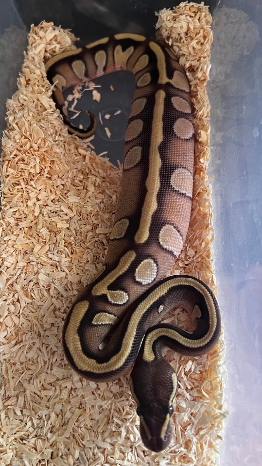 This little boy definitely enjoys his food. Mojave Enchi Redstripe Fire holdback.

#ballpythonbreeding #ballpythonbreeder #ballpython #python #snakebreeding #snakebreeder #snake #snakes #constrictors #genetic  #royalpython #snakesofinstagram #livingart #reptile #reptiles #snakemorphs #ballpythonmorphs #coldblooded #morph #ballpythongenetics #B2UCMNTY #redstripe #_python_junkie_uk #b2ucmnty #ballpythonsofvero #gains