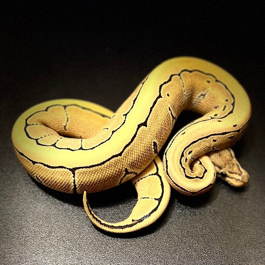 The girls from the 2021 season, Lemon Blast Desert Ghost and a Pinstripe Desert Ghost girls.

#ballpythonbreeding #ballpythonbreeder #ballpython #python #snakebreeding #snakebreeder #snake #snakes #constrictors #genetic  #royalpython #livingart #reptile #reptiles #snakemorphs #ballpythonmorphs #coldblooded #morph #ballpythongenetics #B2UCMNTY #_python_junkie_uk #b2ucmnty #desertghost